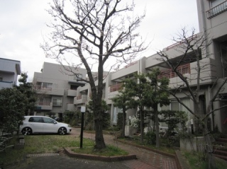 ドームス轟